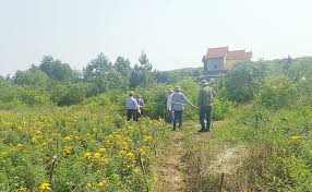 lan chim dat cong.jpg