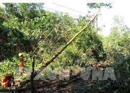 nhieu cay cao doc luoi dien vao mua mua nguy hiem.jpg