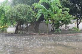 cay trong mua mua bao can cat tia.jpg