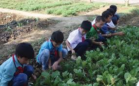 vung kho khan cho hoc sinh ban tru cung tham gia san xuat-cung la mot cach giao duc.jpg