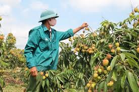 trong vai_ cay trong moi hy vong xoa doi giam ngheo.jpg