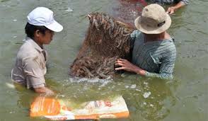 bao ve moi truong de phat trien thuy san ben vung.jpg