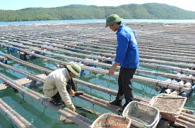 nguon nuoc doi mau_thuy san co nguy co chet hang loat.jpg